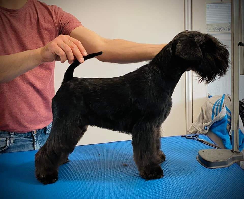 CH. Real dream At Future Look - CACS / Meilleur de sexe opposé