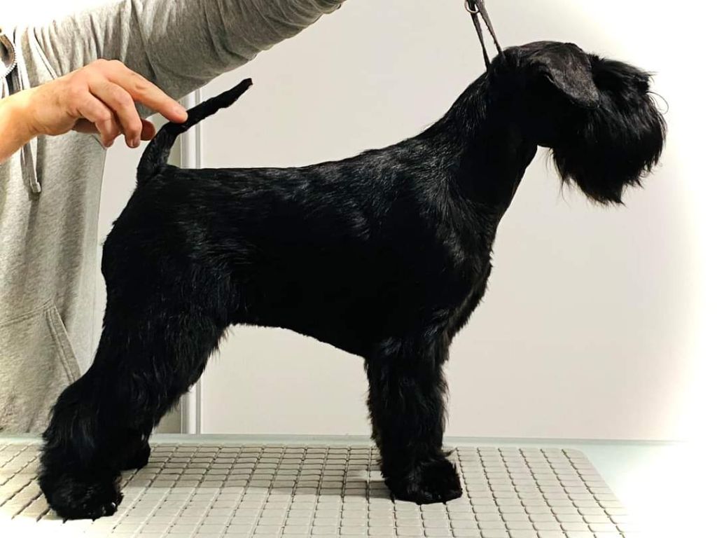 CH. Real dream At Future Look - RCACS / RCACIB