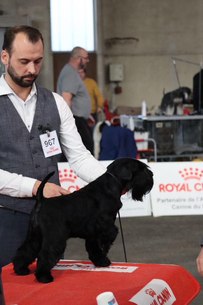 CH. Real dream At Future Look - CACS / CACIB / Meilleur de sexe opposé