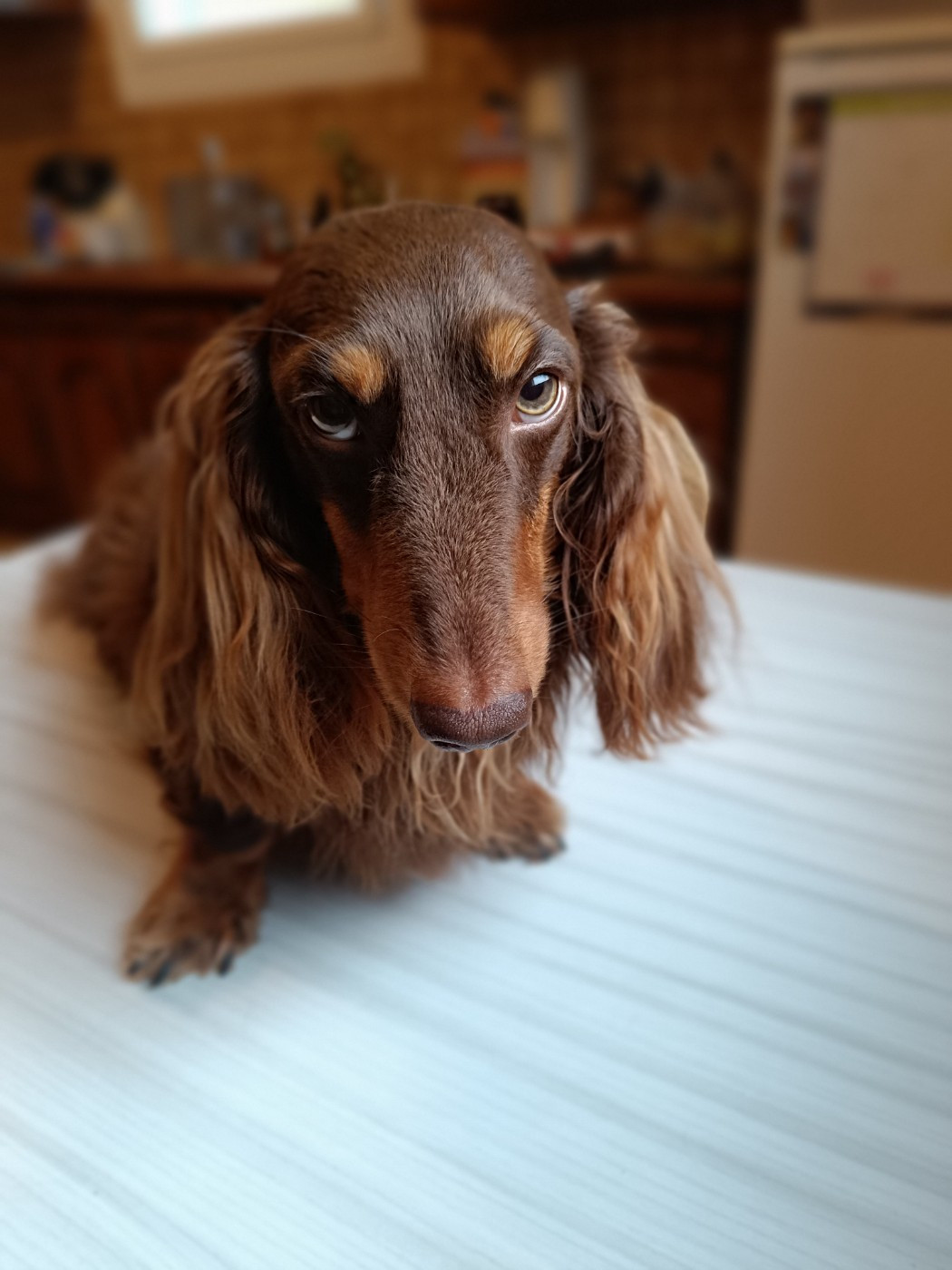 Littl Fut Uniko nel suo genere