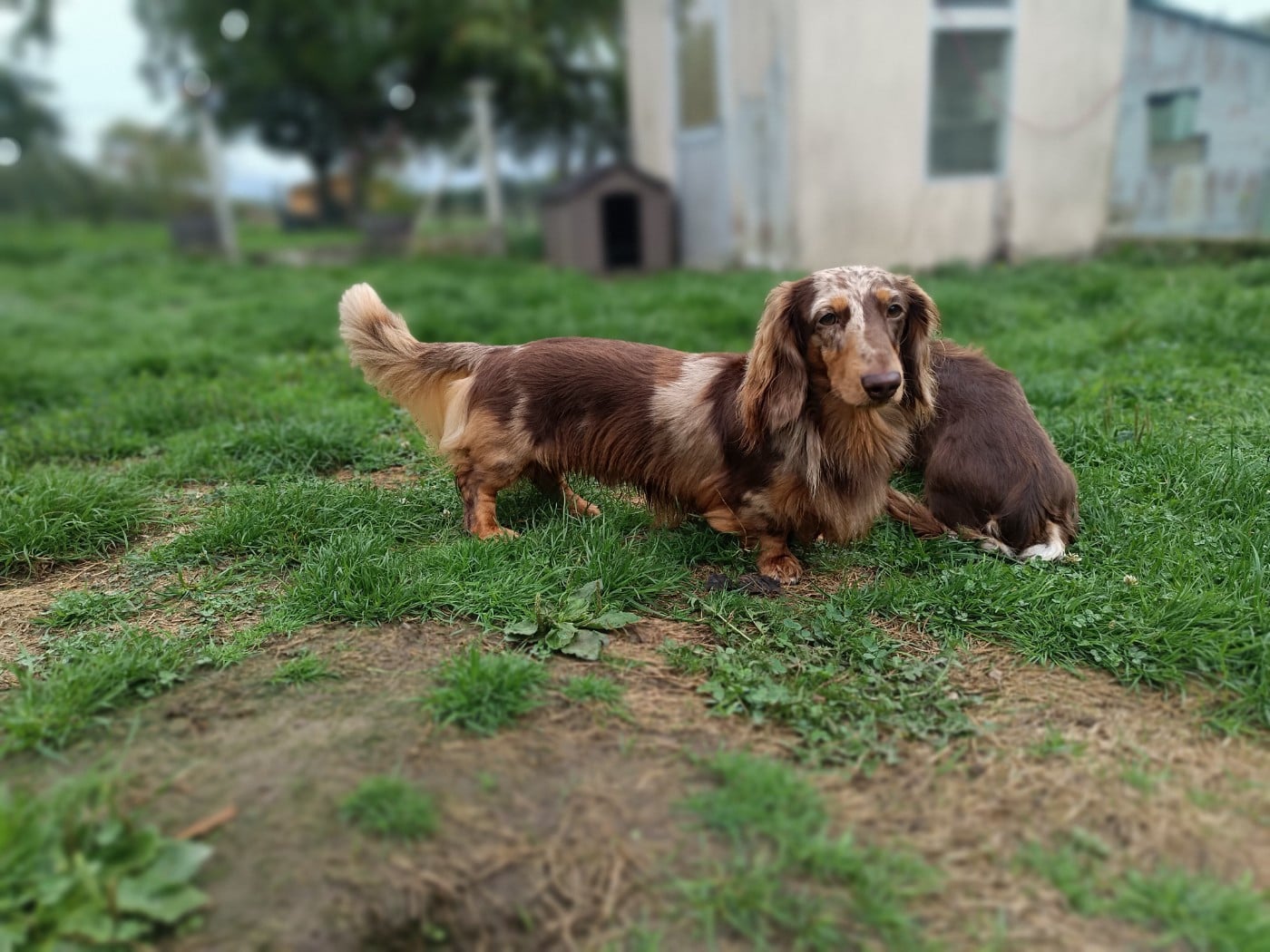 Littl Fut Xtrem choco spirit