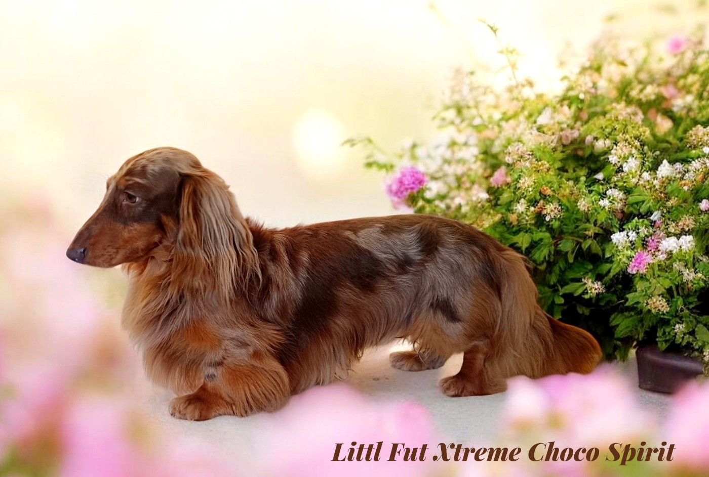 Littl Fut  Xtrem choco spirit