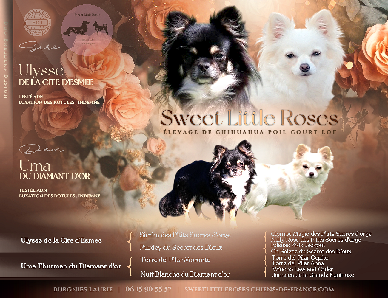 Chihuahua - Sweet Little Roses