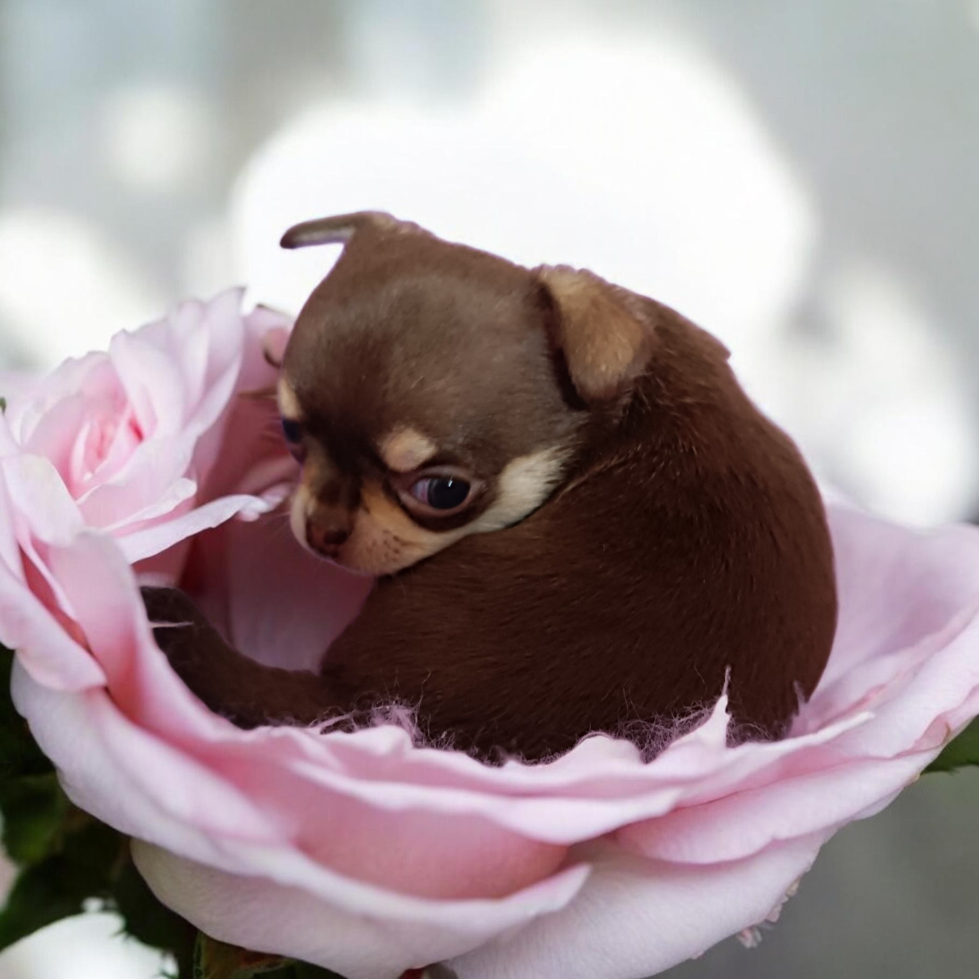 Chihuahua - Sweet Little Roses