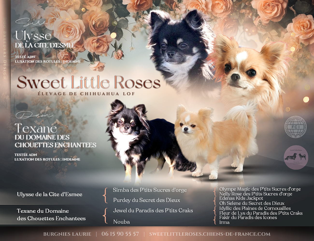 Chihuahua - Sweet Little Roses