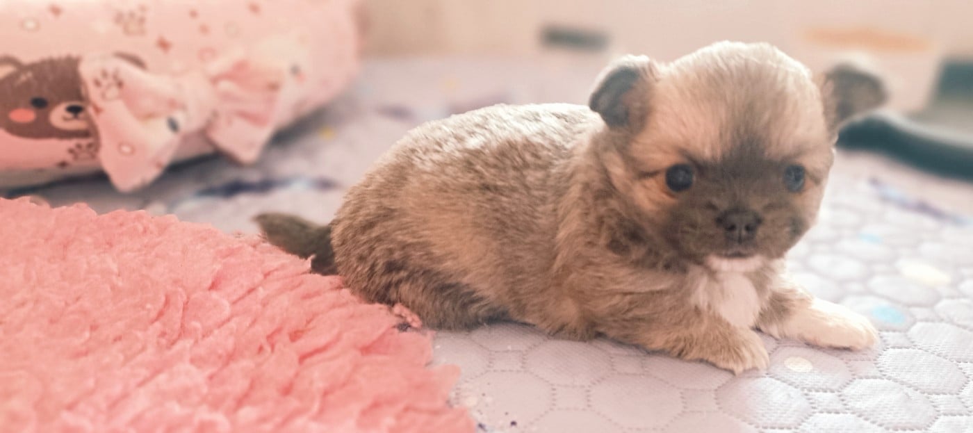 CHIOT 2