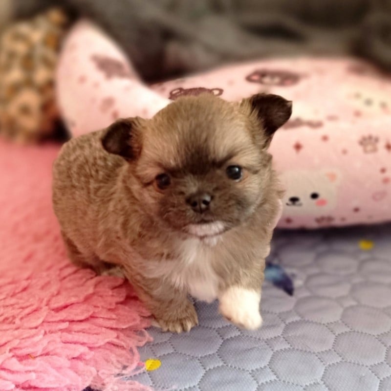 CHIOT 2