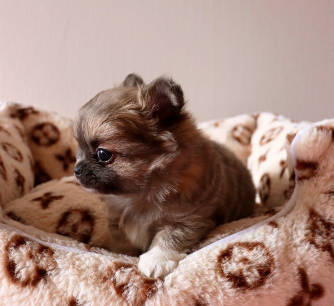 CHIOT 2