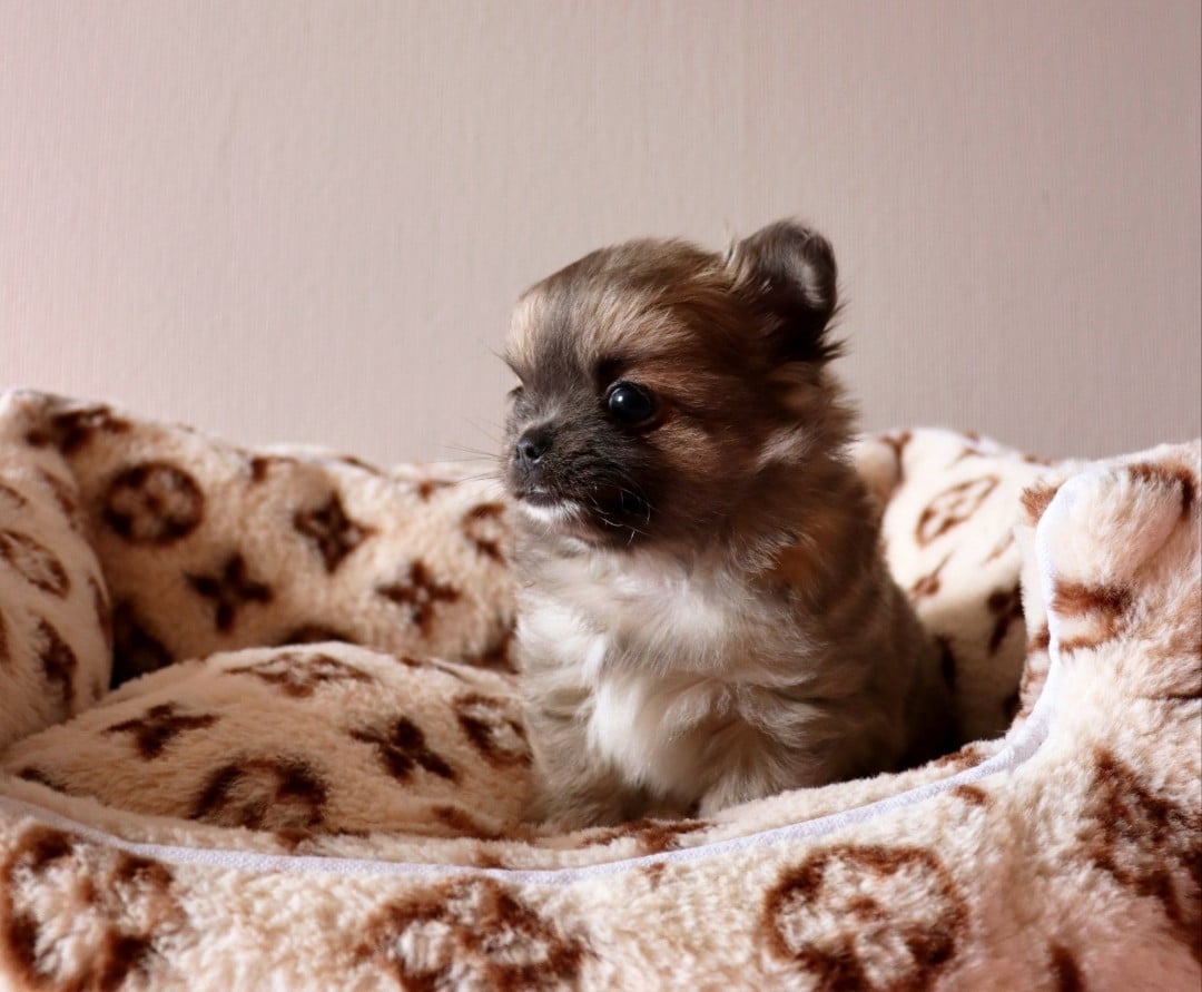 CHIOT 2