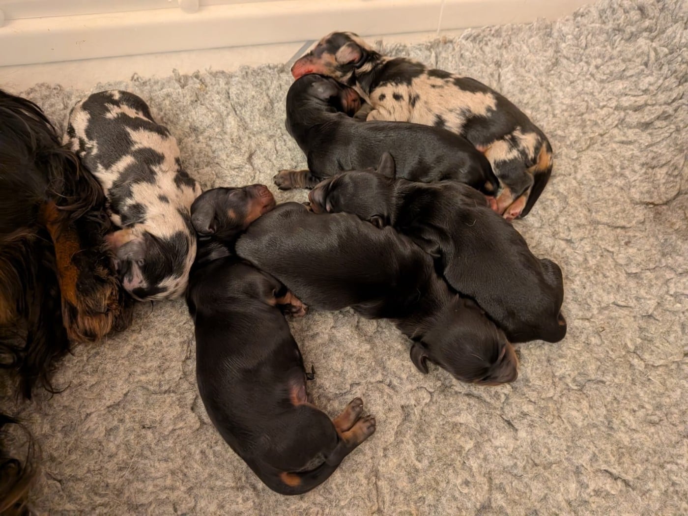 CHIOT 5