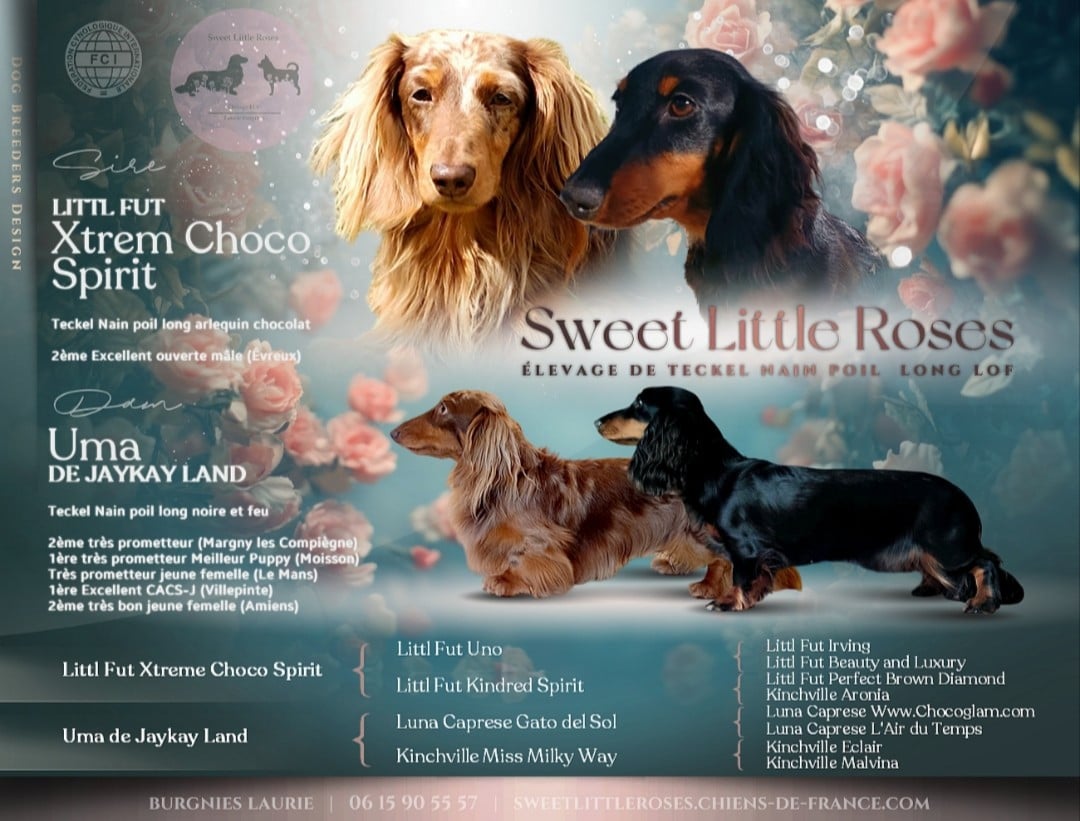 Teckel poil long - Sweet Little Roses