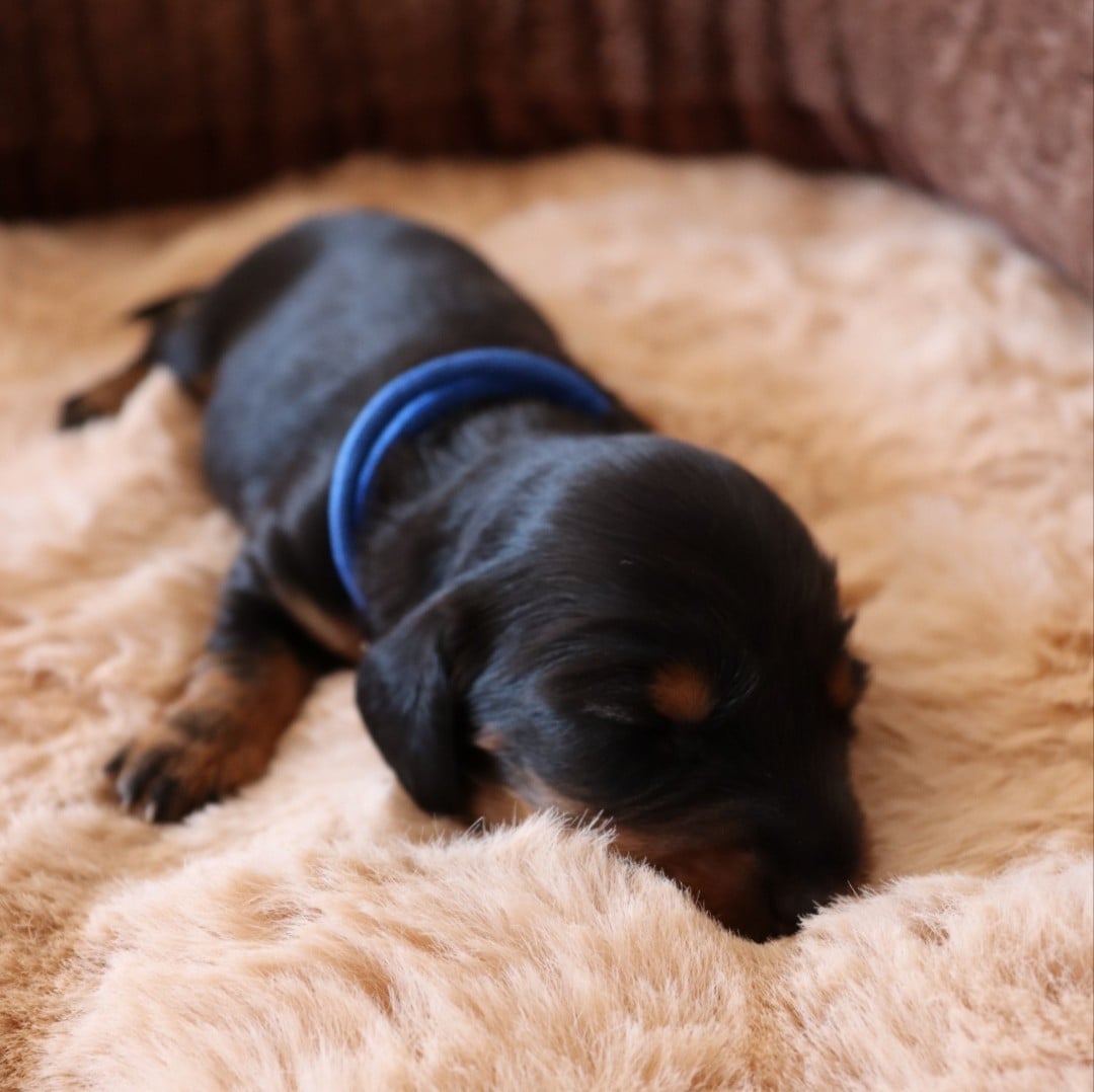 CHIOT 3