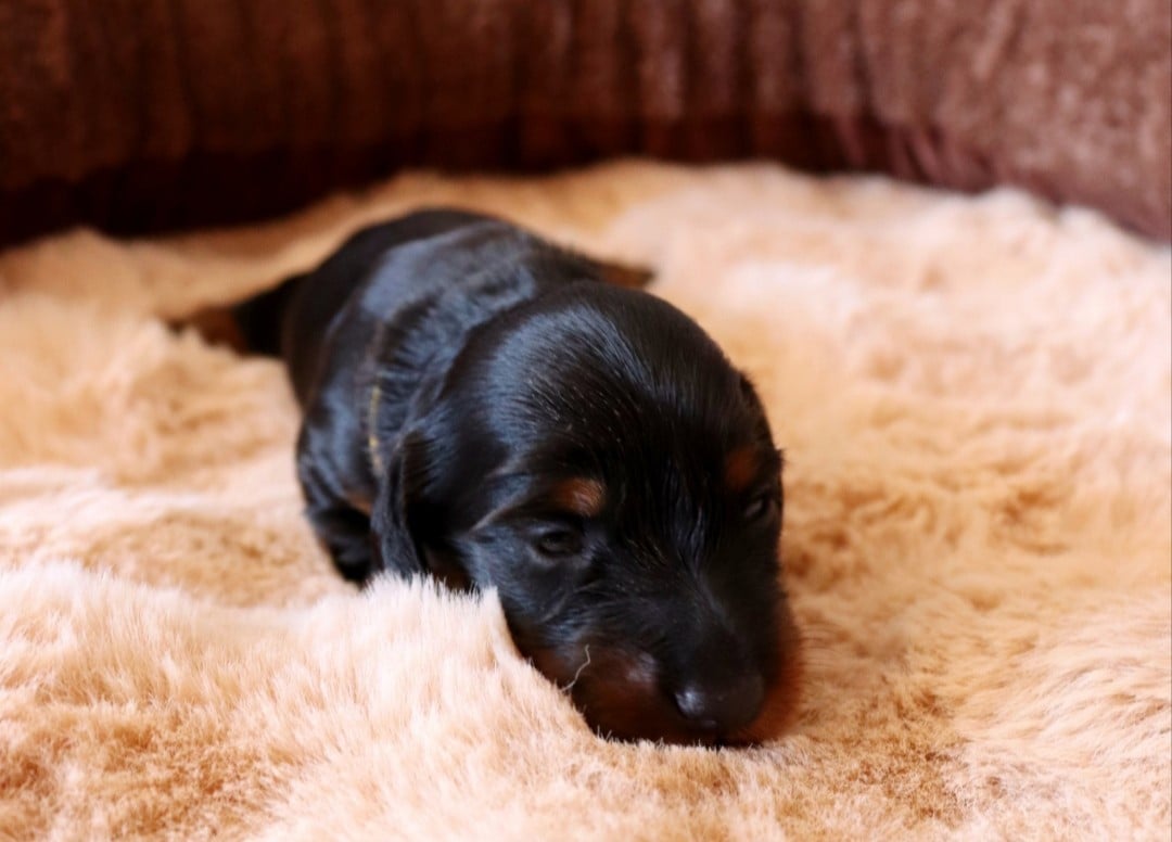 CHIOT 4