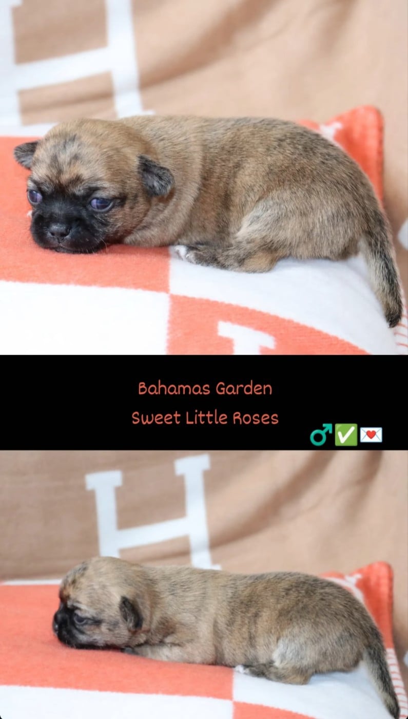 Chihuahua - Sweet Little Roses