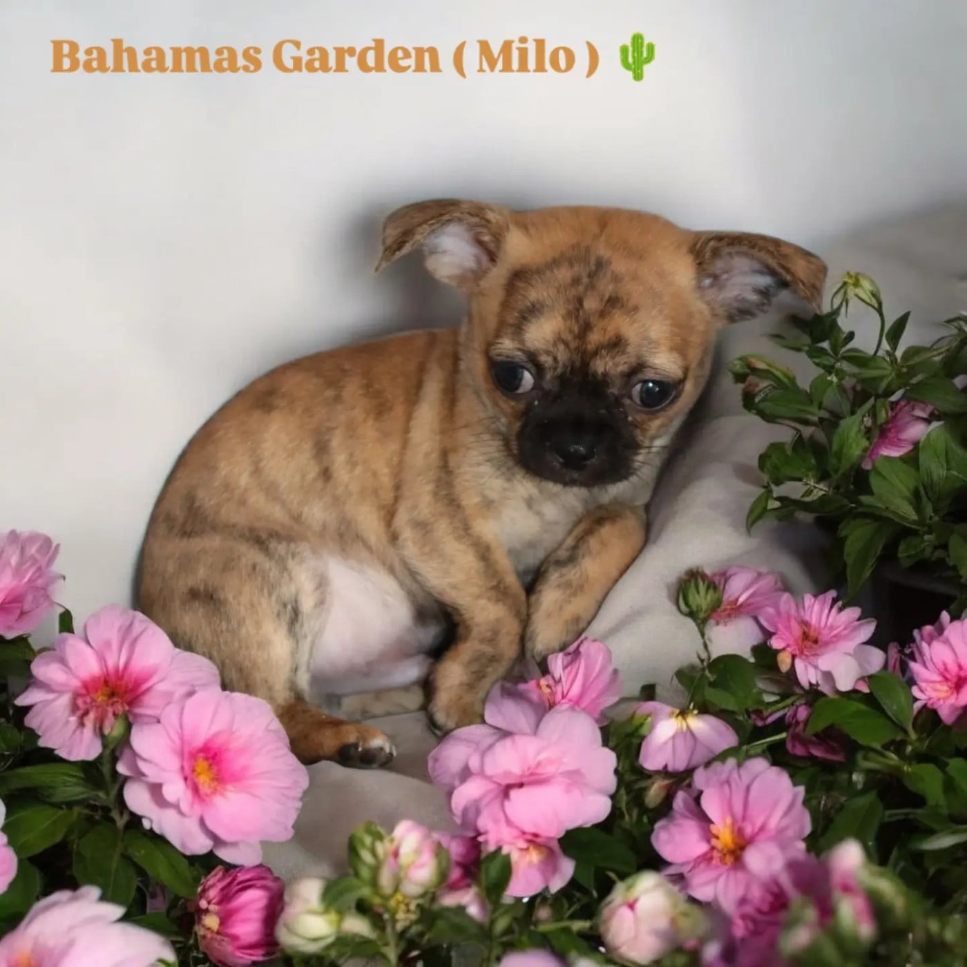 Bahamas Garden