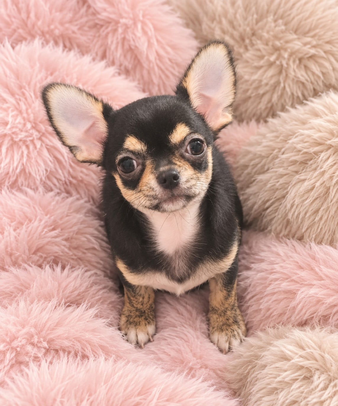 Chihuahua - Sweet Little Roses