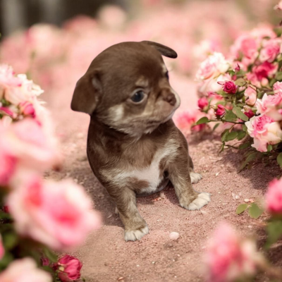 Les chiots de Chihuahua