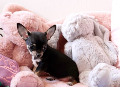 Les chiots de Chihuahua