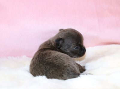 Les chiots de Chihuahua