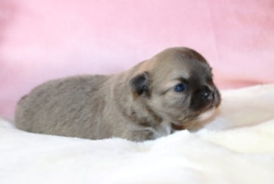 Les chiots de Chihuahua