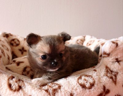 Les chiots de Chihuahua