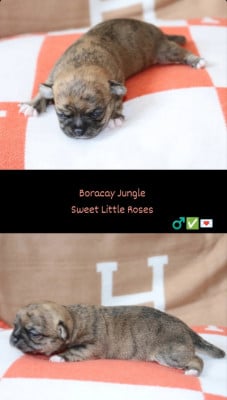 Les chiots de Chihuahua