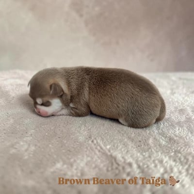Les chiots de Chihuahua