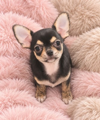 Les chiots de Chihuahua