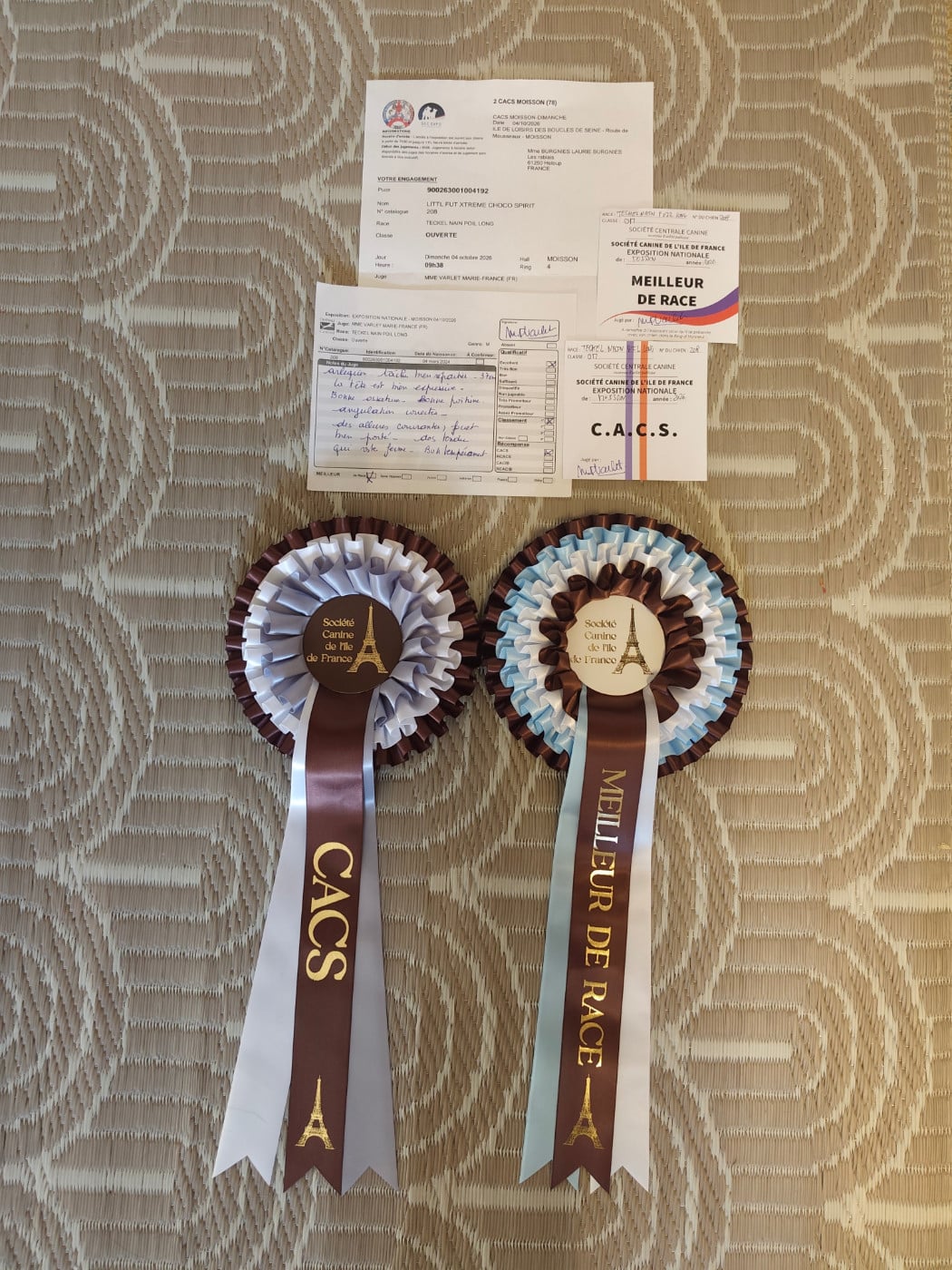 Littl Fut Xtrem choco spirit - 1ère Excellent CACS Meilleur de race