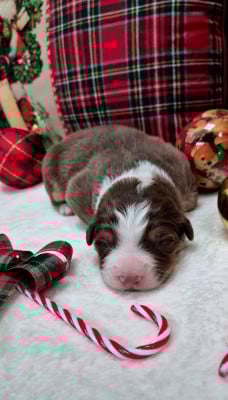 Les chiots de Berger Australien