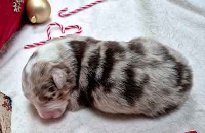 Les chiots de Berger Australien