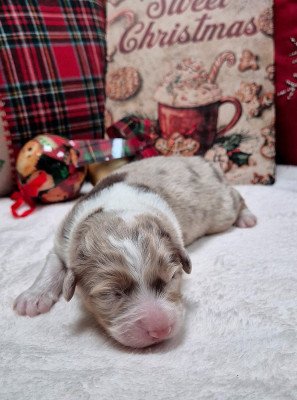 Les chiots de Berger Australien