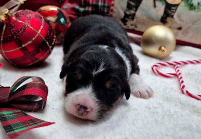 Les chiots de Berger Australien