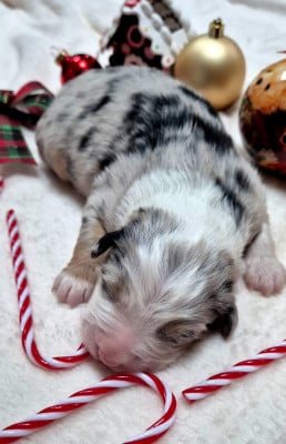 Les chiots de Berger Australien