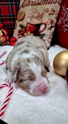 Les chiots de Berger Australien