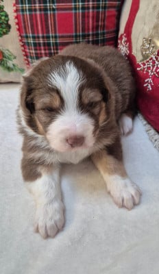 Les chiots de Berger Australien