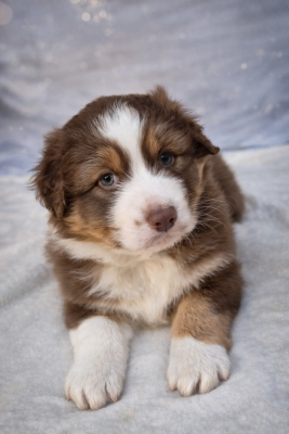 Les chiots de Berger Australien