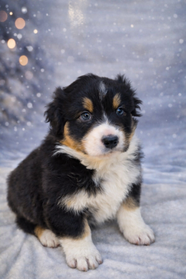Les chiots de Berger Australien