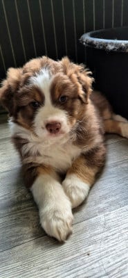 Les chiots de Berger Australien