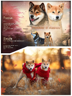 Les chiots de Shiba