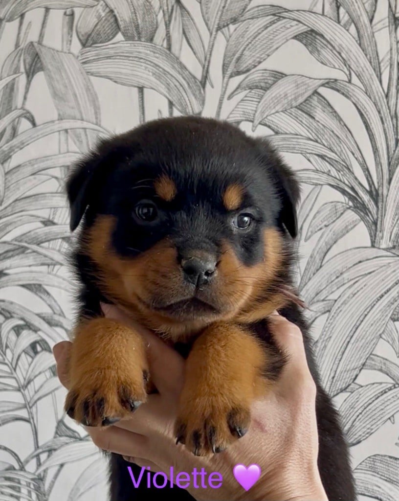 CHIOT 3 - Rottweiler