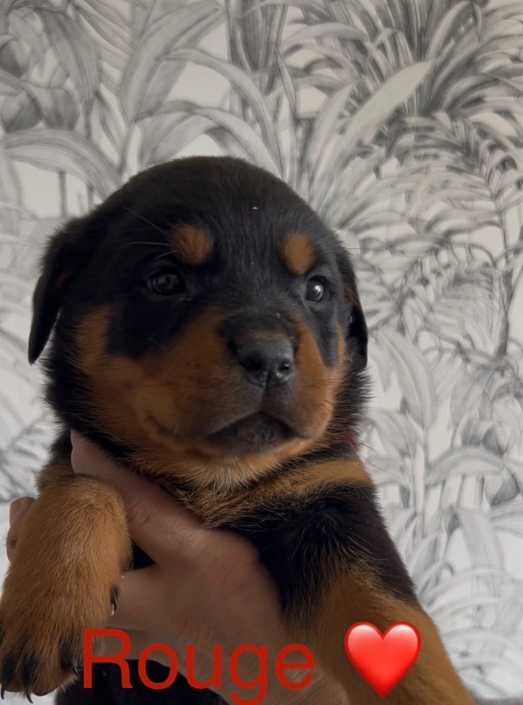 CHIOT 5 - Rottweiler