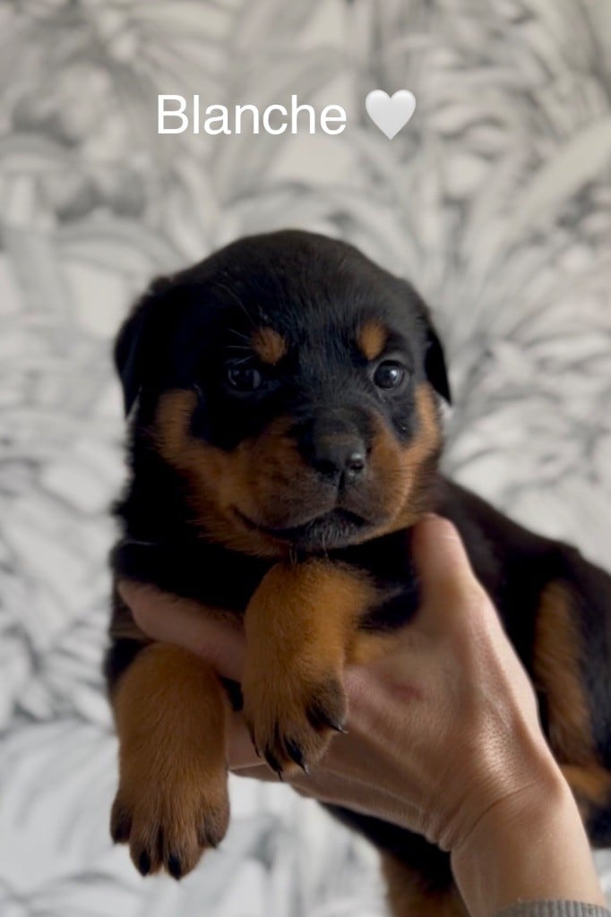 CHIOT 6 - Rottweiler