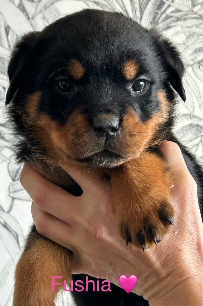 CHIOT 2 - Rottweiler
