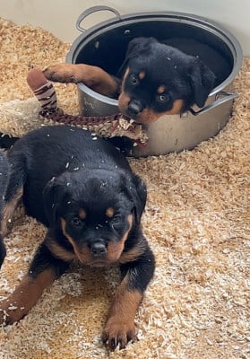 Les chiots de Rottweiler