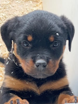 Les chiots de Rottweiler