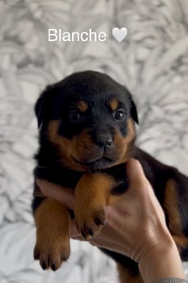 Les chiots de Rottweiler