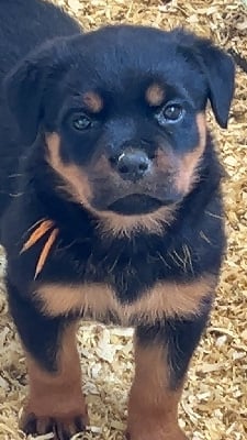 Les chiots de Rottweiler
