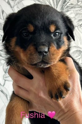 Les chiots de Rottweiler