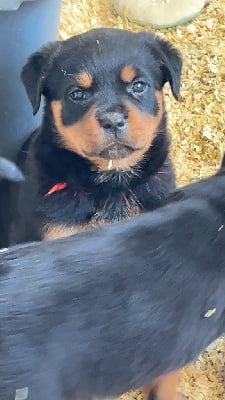 Les chiots de Rottweiler
